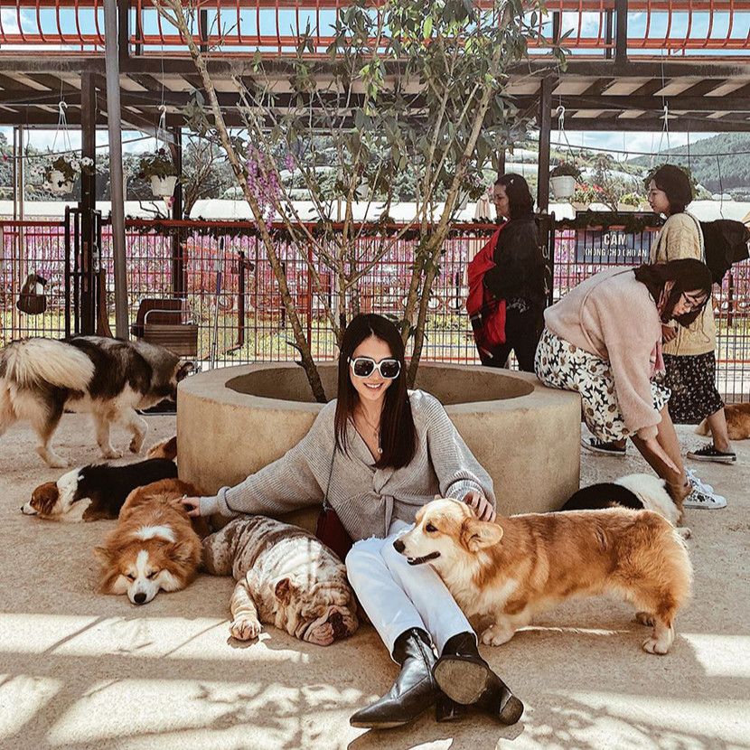 Tour Đà Lạt 3N3Đ: Vườn Hoa Cẩm Tú Cầu - Trại Cún Puppy - Đường Hầm Đất Sét - Que Garden, Khởi Hành Tối Thứ 5 Hàng Tuần