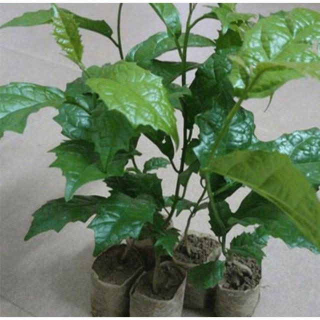 CÂY XẠ ĐEN - cây giống gửi đi nguyên bầu