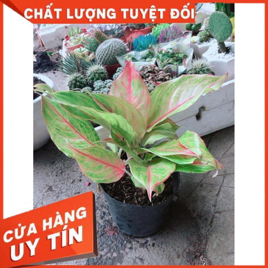 Cây Phú Quý Vàng Nhiều Người Mua