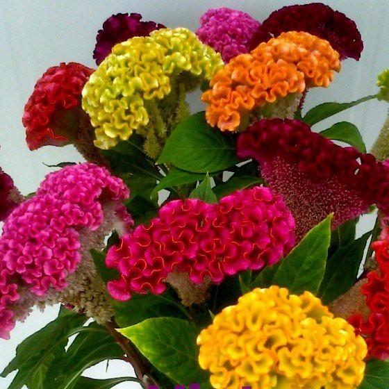 Combo 2 GÓI Hạt giống hoa Mào Gà búa mix màu - 1 gói 50 hạt