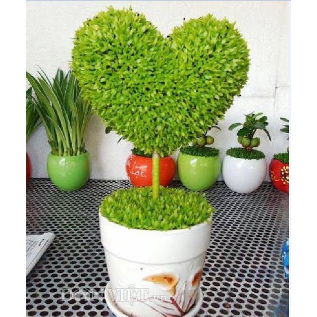 Hạt Giống Cỏ May Mắn CT231 - Gói 100 hạt