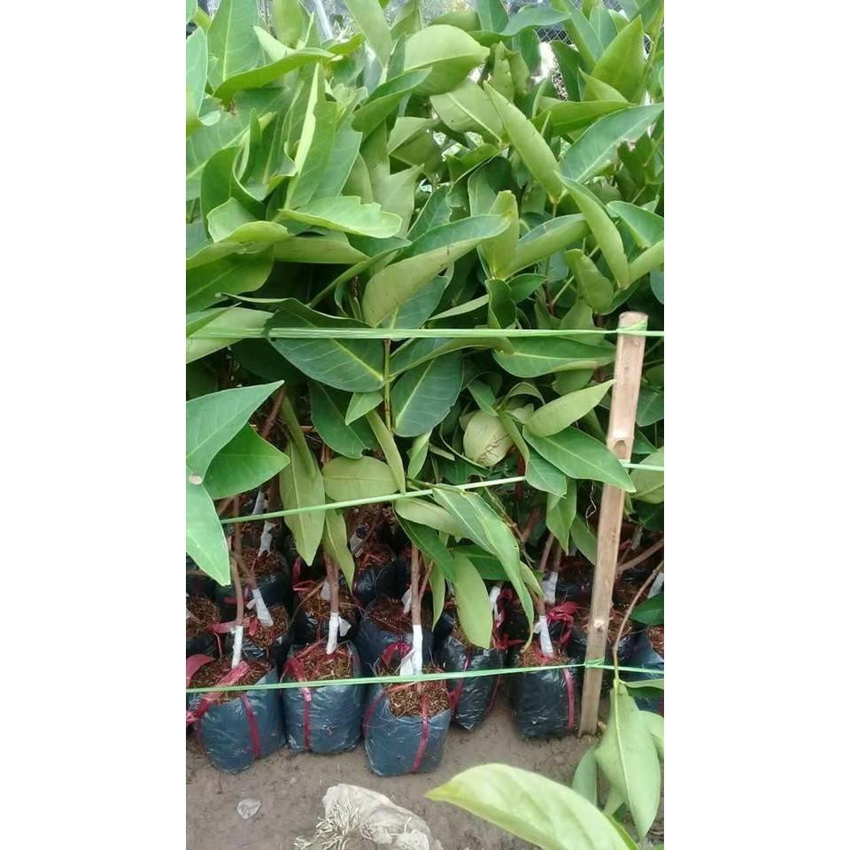 COMBO 3 CÂY GIỐNG ROI ĐỎ THÁI LAN sai quả ngọt mát - Cây giống chuẩn F1