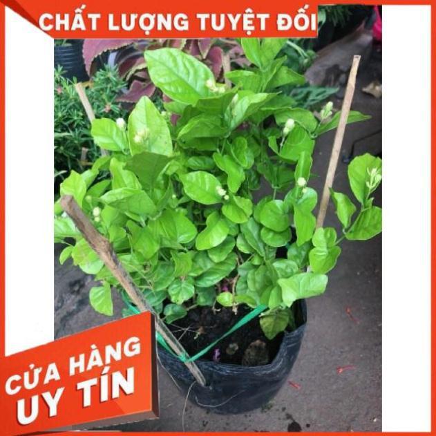 Chậu Hoa nhài