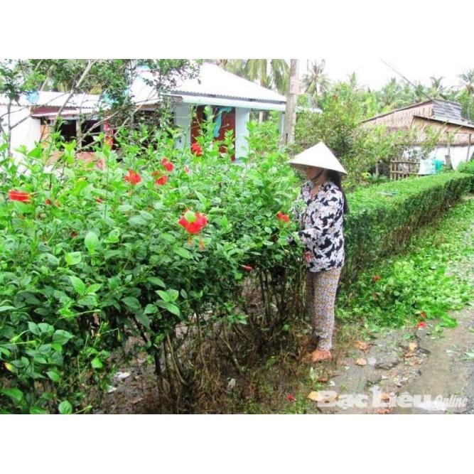 CÂY giống HOA DÂM BỤT.