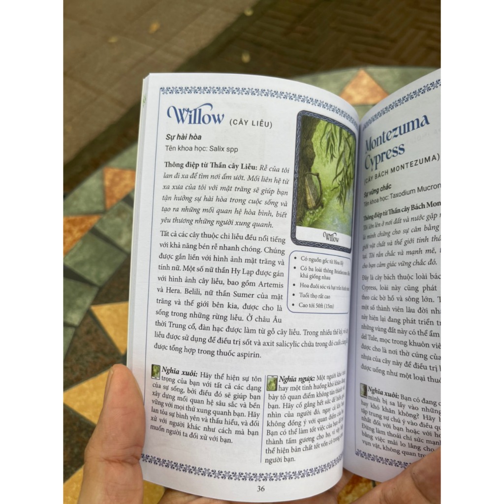 Cách Sử Dụng Bộ Bài The Wisdom Of Trees Oracle - Thông Điệp Chỉ Dẫn Từ Cây