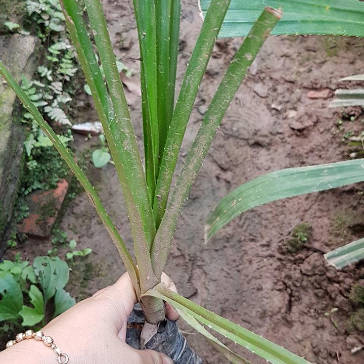 Combo 3 cây giống dứa dại đa tác dụng.