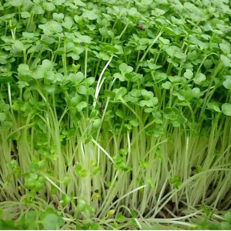 Hạt Mầm cải xanh Đà Lạt