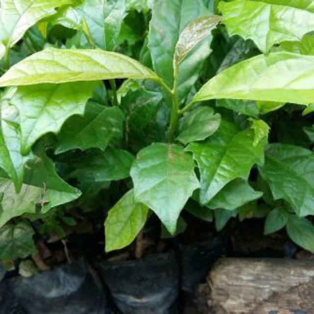 - Cây xạ đen với 5 công dụng thân kì