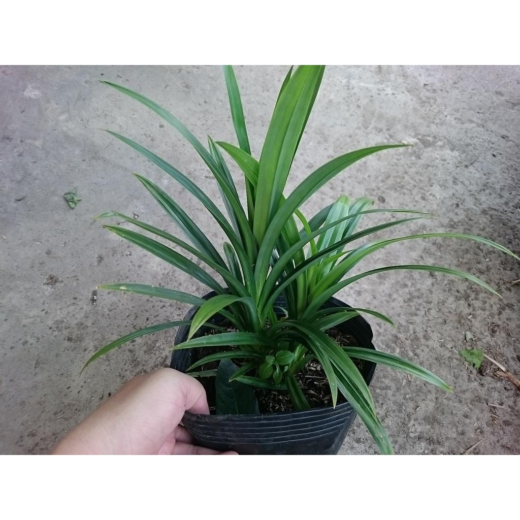 Cây lá dứa - cây cảnh sân vườn + tặng phân bón cho cây