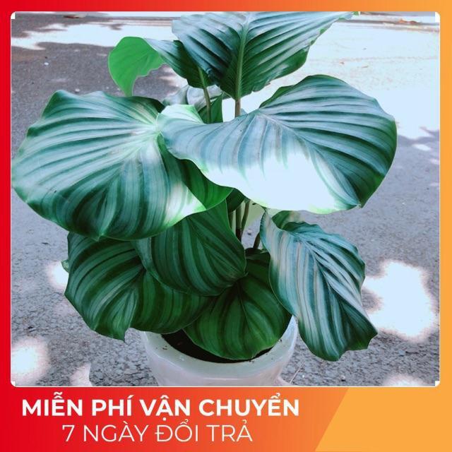 Chậu Đuôi Công Táo Xanh