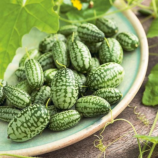 Hạt Giống Dưa Hấu Tí Hon, Mini -