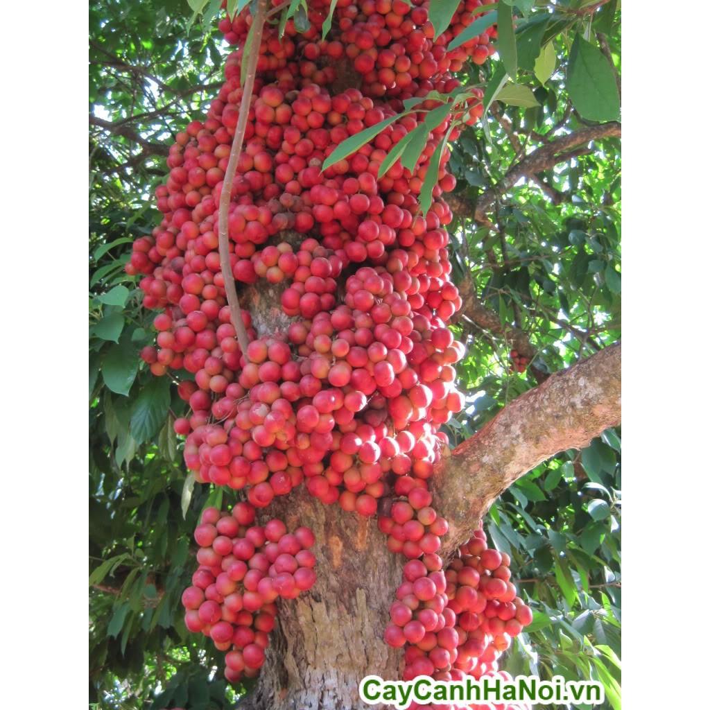 CÂY GIỐNG DÂU DA ĐẤT