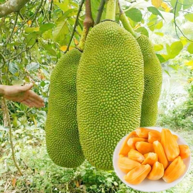 Cây giống mít trái dài