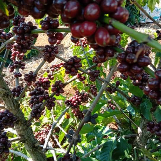 Cà phê (cafe) nguyên chất Balance hữu cơ 100% berry culi chuyên dùng pha máy espresso - Vanbina Coffee Single origin ( Dạng bột )