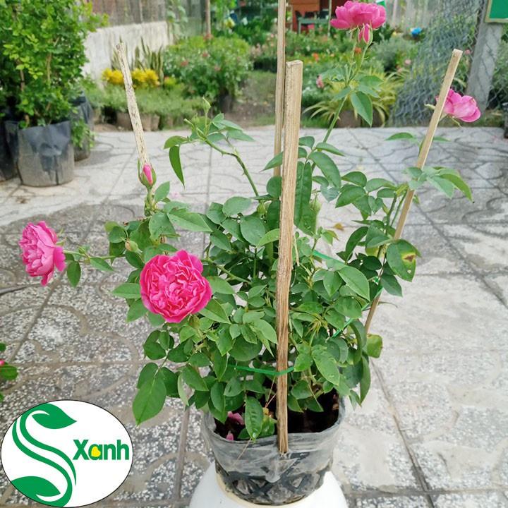 Hoa Hồng Tường Vi- bầu to cây lớn trưởng thành