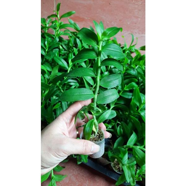 Hoa phong lan 5 cánh trắng cấy mô