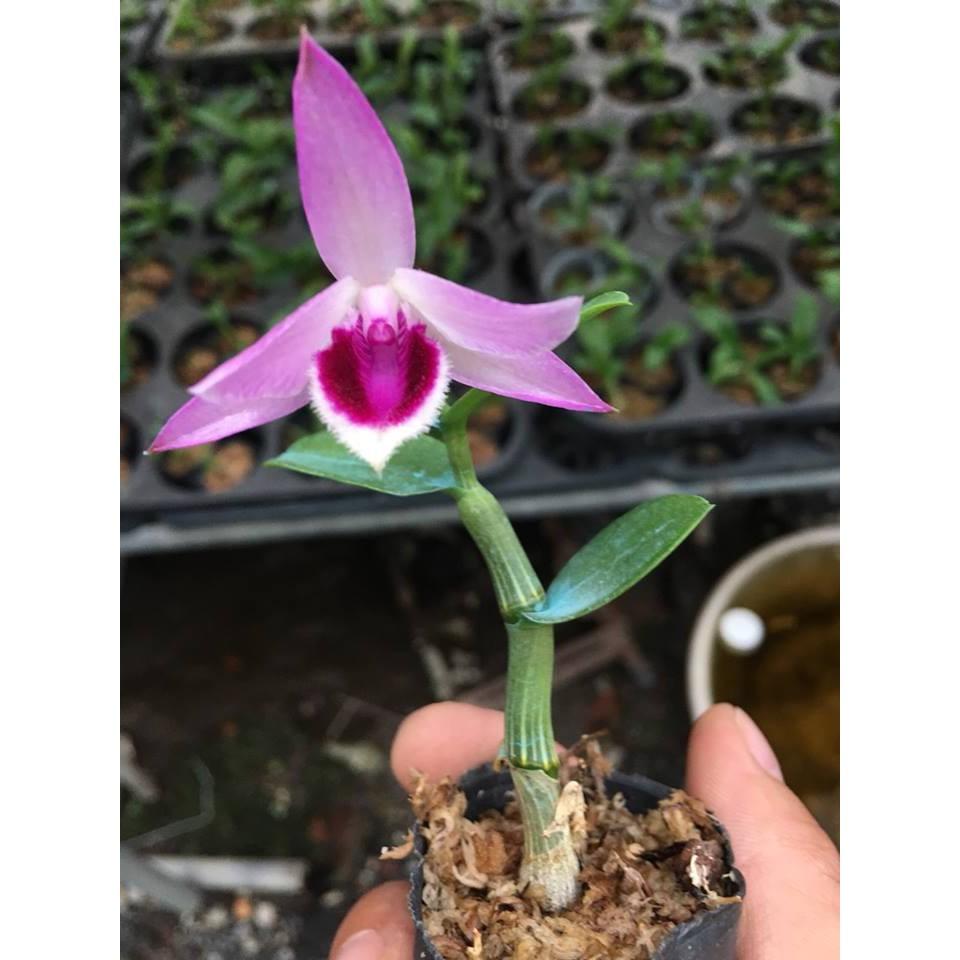 Hoa lan chớp mỹ lai cây cực đẹp