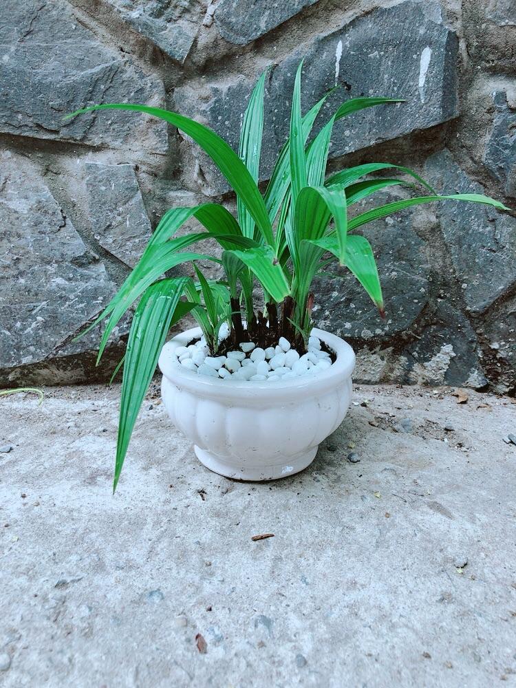 Chậu Cây Lan Đất Cho Hoa Màu Đỏ Hoặc Vàng