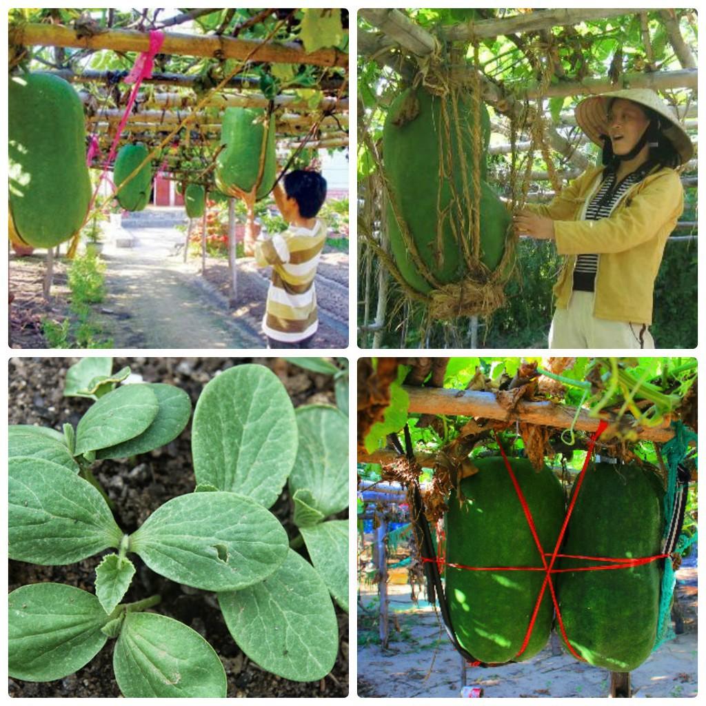 Hạt giống bí đao xanh khổng lồ - 1 gói 10 hạt