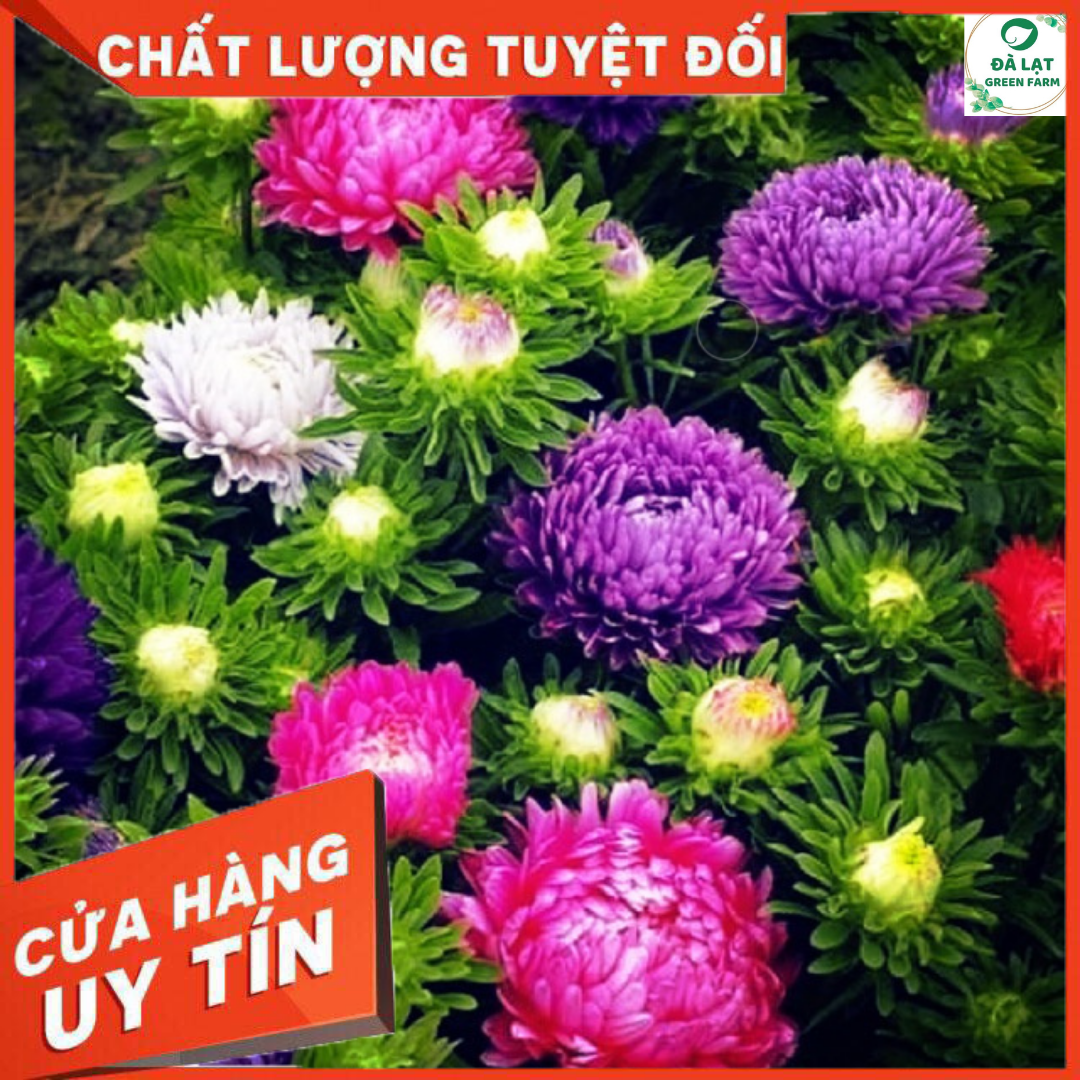 50H_Hạt giống hoa Cúc Đài Loan (nảy mầm siêu chuẩn)