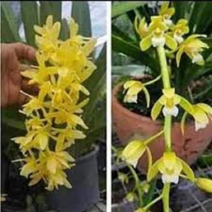 CHẬU LAN KIẾM VÀNG THÁI LAN
