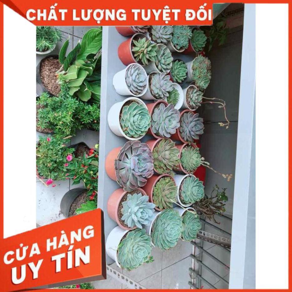 Chậu sen đá Nhiều Người Mua