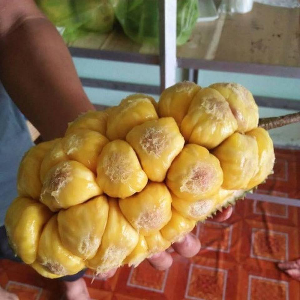 Cây giống mít tố nữ siêu trái
