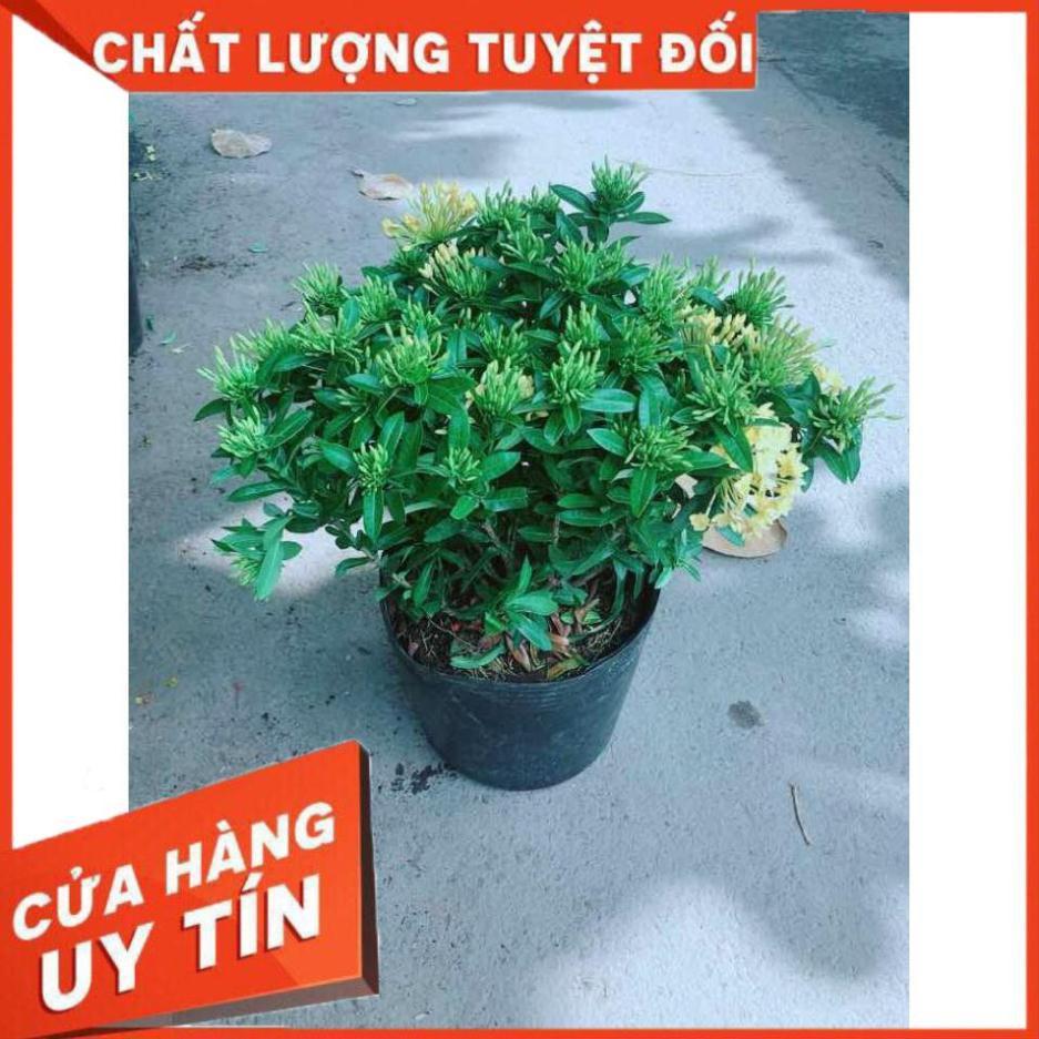 Cây Trang Thái Vàng Nhiều Người Mua