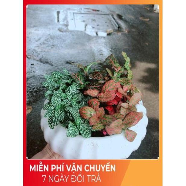 Chậu Cây Cẩm Nhung Mix Đủ Màu