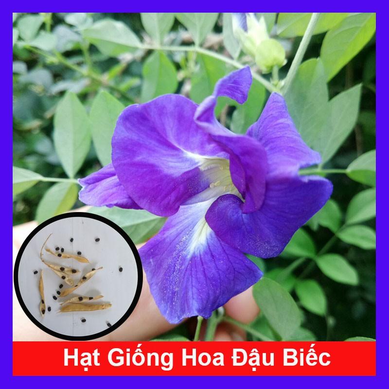 Hạt Giống Hoa Đậu Biếc