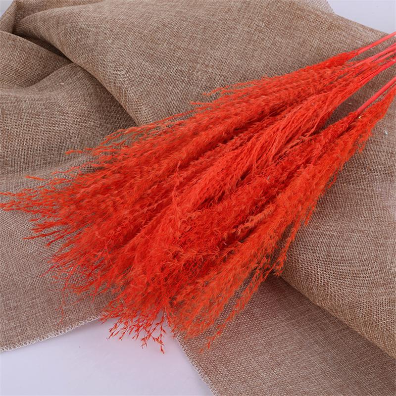 Tự Nhiên Đánh Hoa Khô Reed Pampa Secas Navidad Pampas Cỏ Trang Trí Tiệc Cưới Hoa Déco Artificielles Giáng Sinh