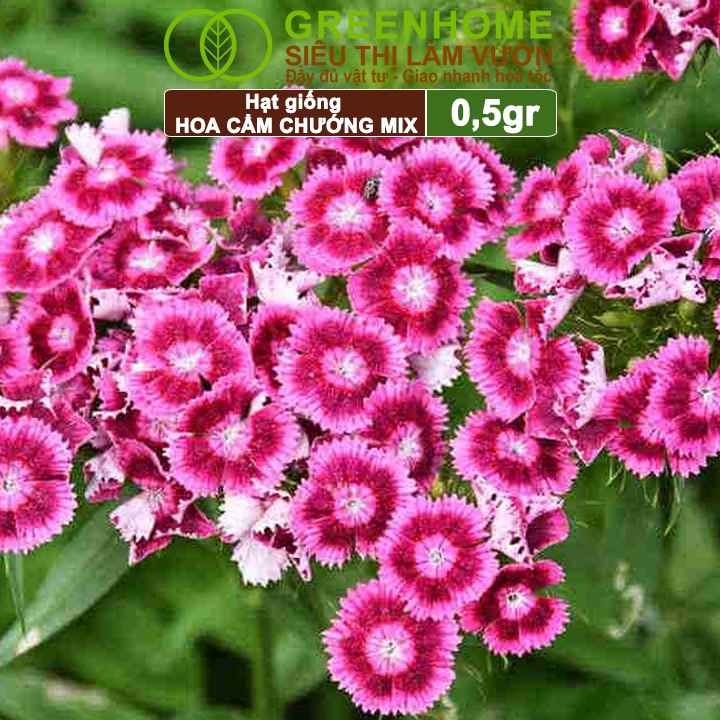 Hạt Giống Hoa Cẩm Chướng Mix Greenhome, Gói 0.1gr, Sai Hoa Màu Rực Rỡ,Trồng Quanh Năm H07