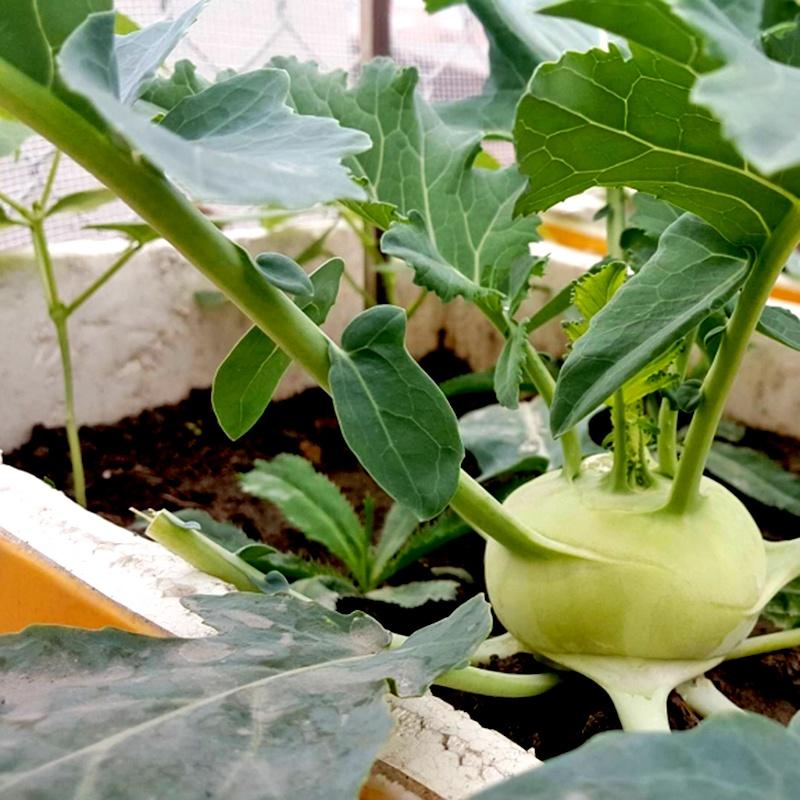 Hạt giống củ su hào xanh dể trồng -gói 20 hạt/tặng kèm gói phân bón lót