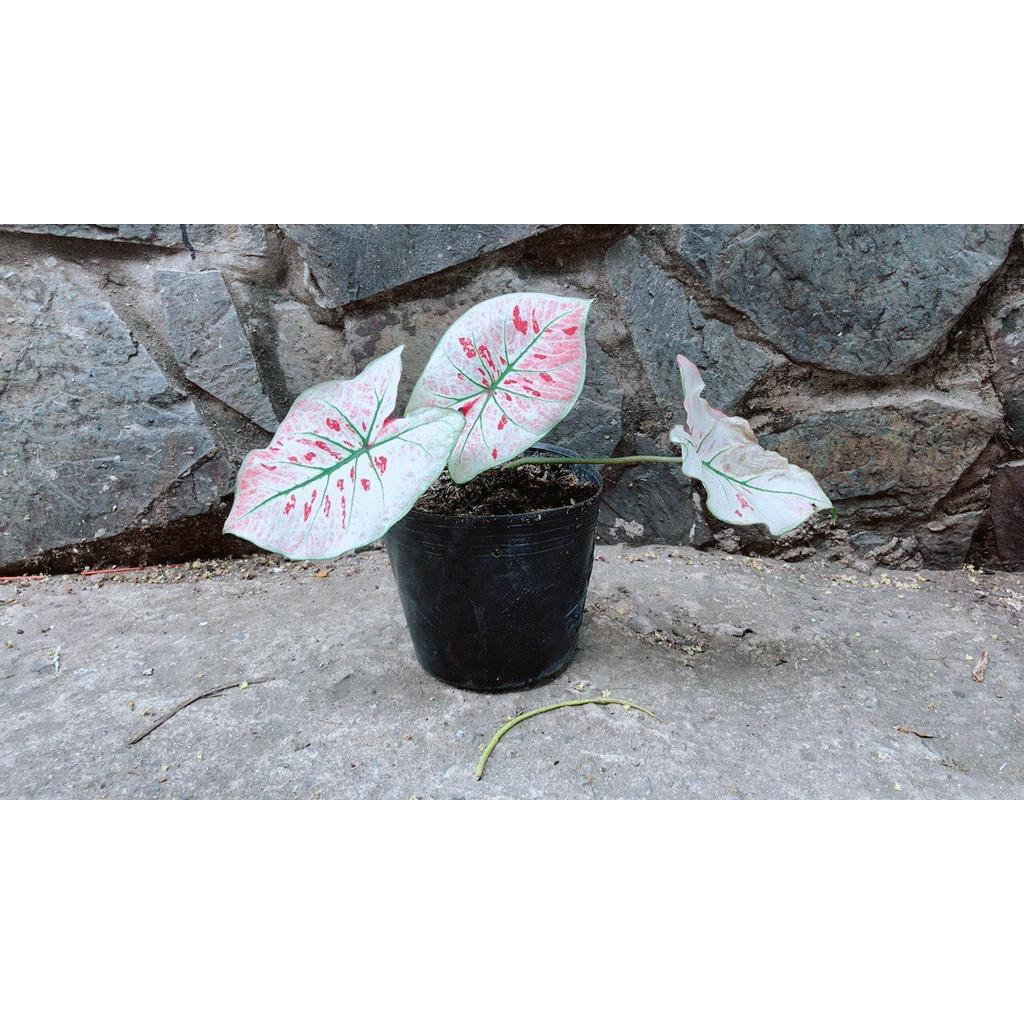 Cây Môn Trắng Kiểng