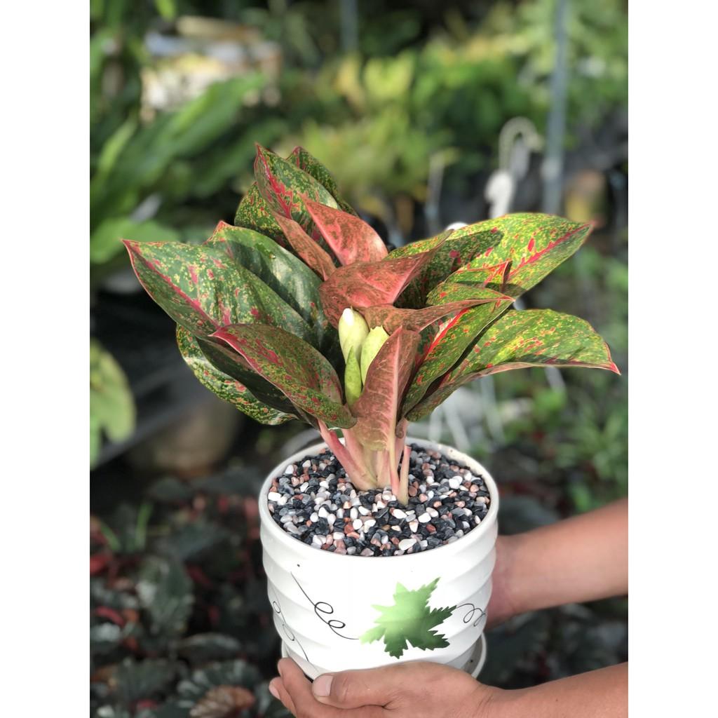 Chậu cây NhưÝ để bàn