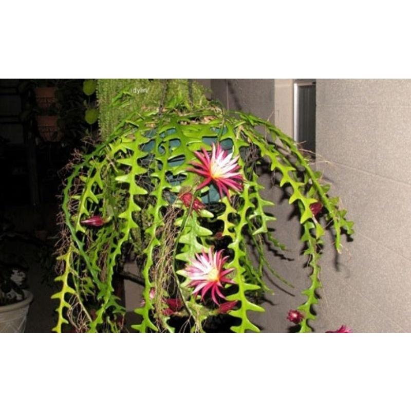 Quỳnh xương cá - chậu nhỏ