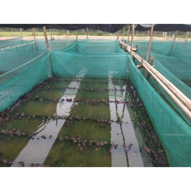 (sale) Vèo , tráng lưới nuôi ếch , 5mx3mx1m vành 20cm cơ sở hùng hiền docaucathuanlon sản phẩm y hình 5 | uy tín chất lư