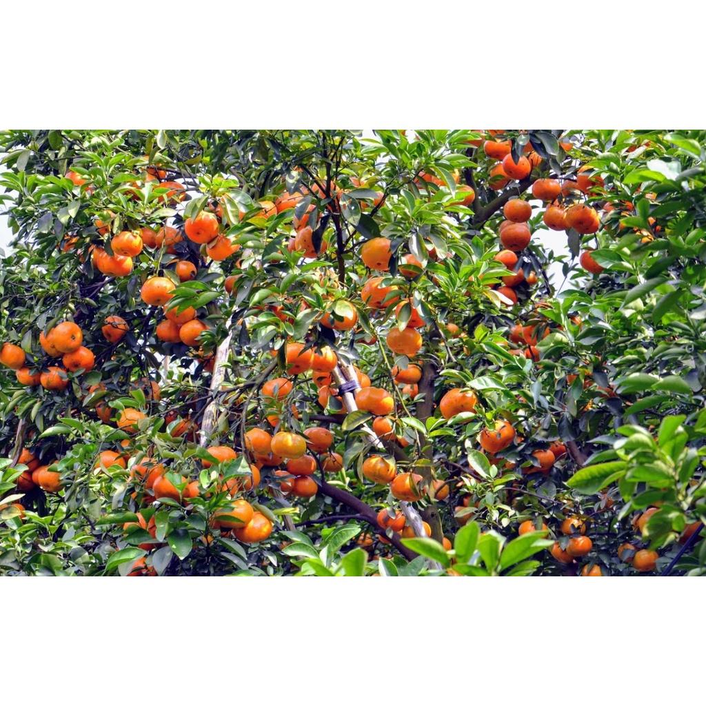 Cây giống Quýt Hồng siêu sớm, siêu sai. .