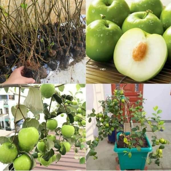 Cây giống táo thái