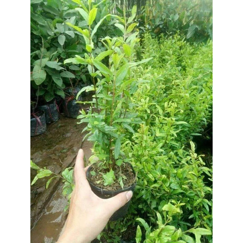 Cây giống Lựu Đỏ Lùn Ấn Độ hang mới về giá rẻ tại vườn