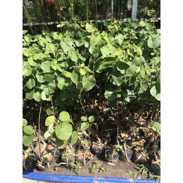 CÂY GIỐNG KIWI LEO GIÀN RUỘT XANH DÒNG QUẢ SỚM, CAM KẾT CHUẨN GIỐNG F1