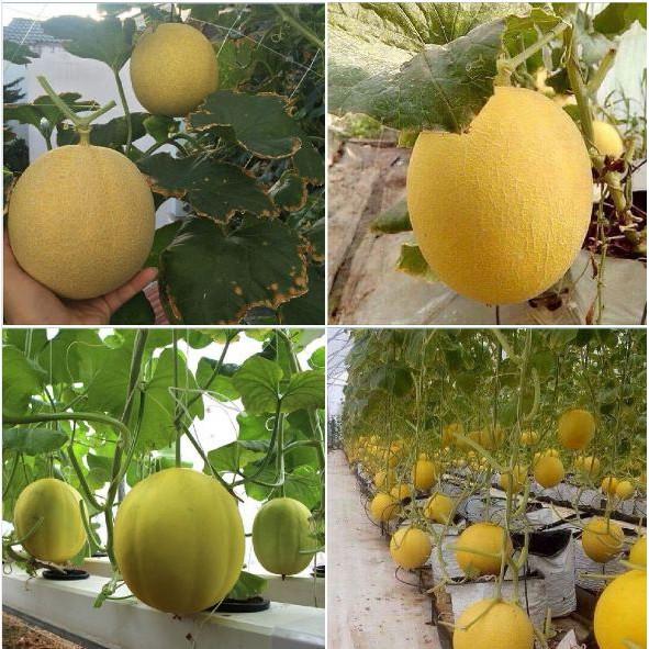 Hạt giống dưa Lưới vỏ vàng - 10 hạt/gói