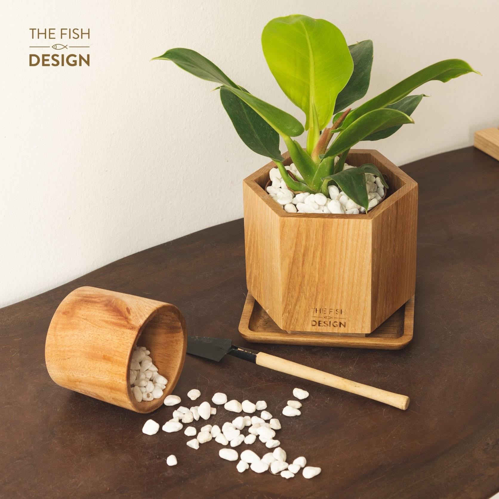 Chậu cây Đế Vương Vàng mang đến sự thăng tiến trong công việc, có công dụng hữu ích trong việc bảo vệ sức khỏe, hợp với người mệnh Thổ, Mộc | size L | The Fish Design