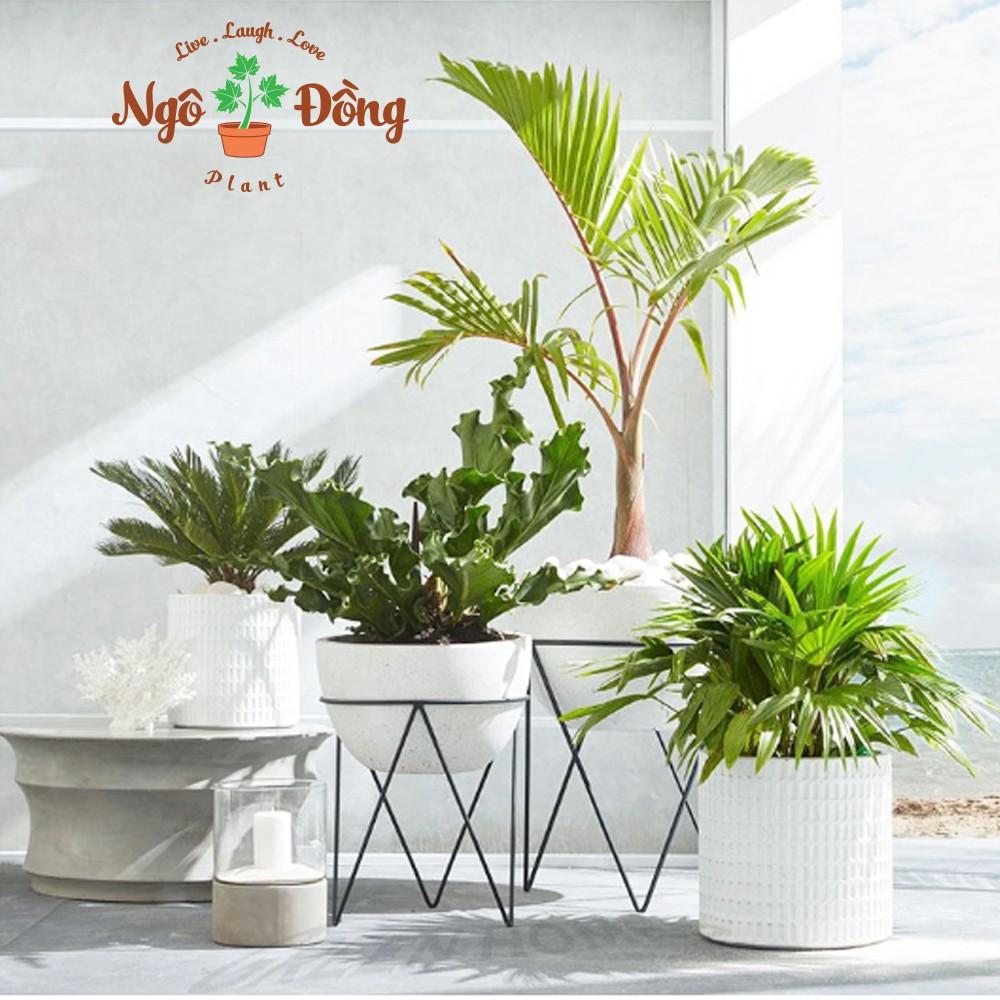 Đôn Kê Nâng Đỡ Chậu Cây Hoa Cảnh Bằng Sắt Tĩnh Điện Màu Đen C40cm Trang Trí Trong Nhà Ngoài Vườn