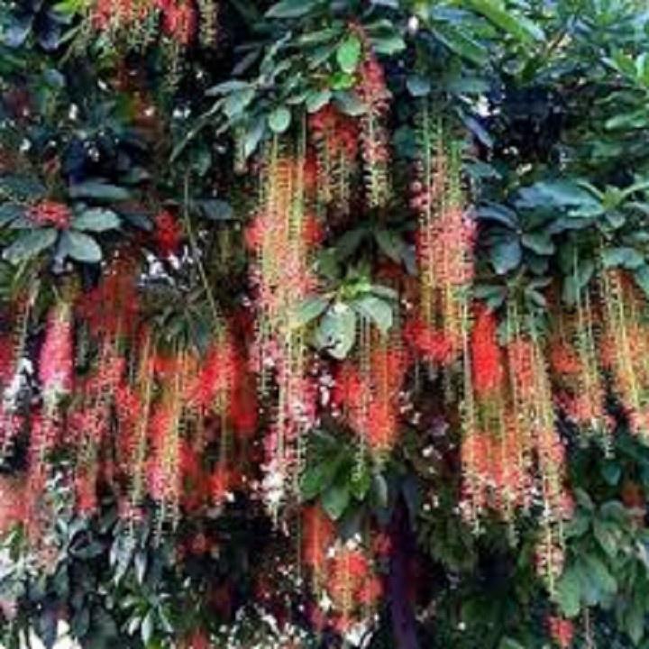 CÂY GIỐNG CÂY LỘC VỪNG-CÂY PHONG THỦY TÀI LỘC - CGCLV