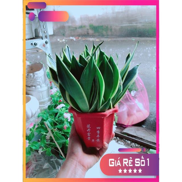 Chậu Lưỡi Hổ Thái Xanh