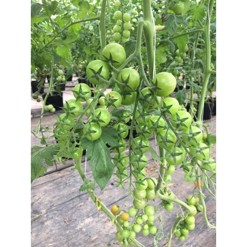 Hạt giống cà chua bi dây chùm siêu quả 30 hạt/gói