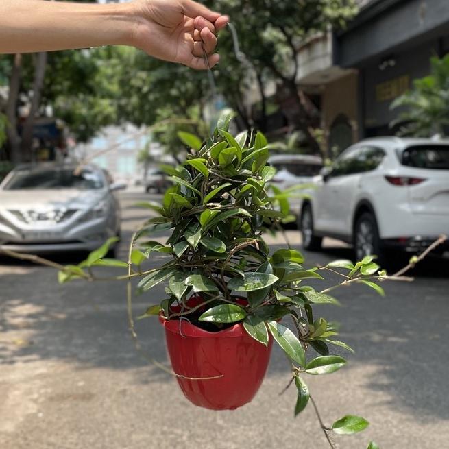 Cây Lan Cẩm Cù treo ban công sân vườn ra hoa rất đẹp