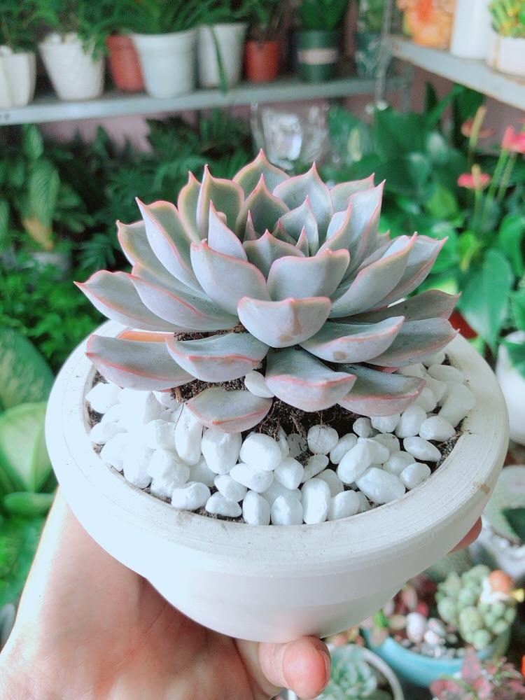 Chậu Sen Đá Tím Cánh Cứng