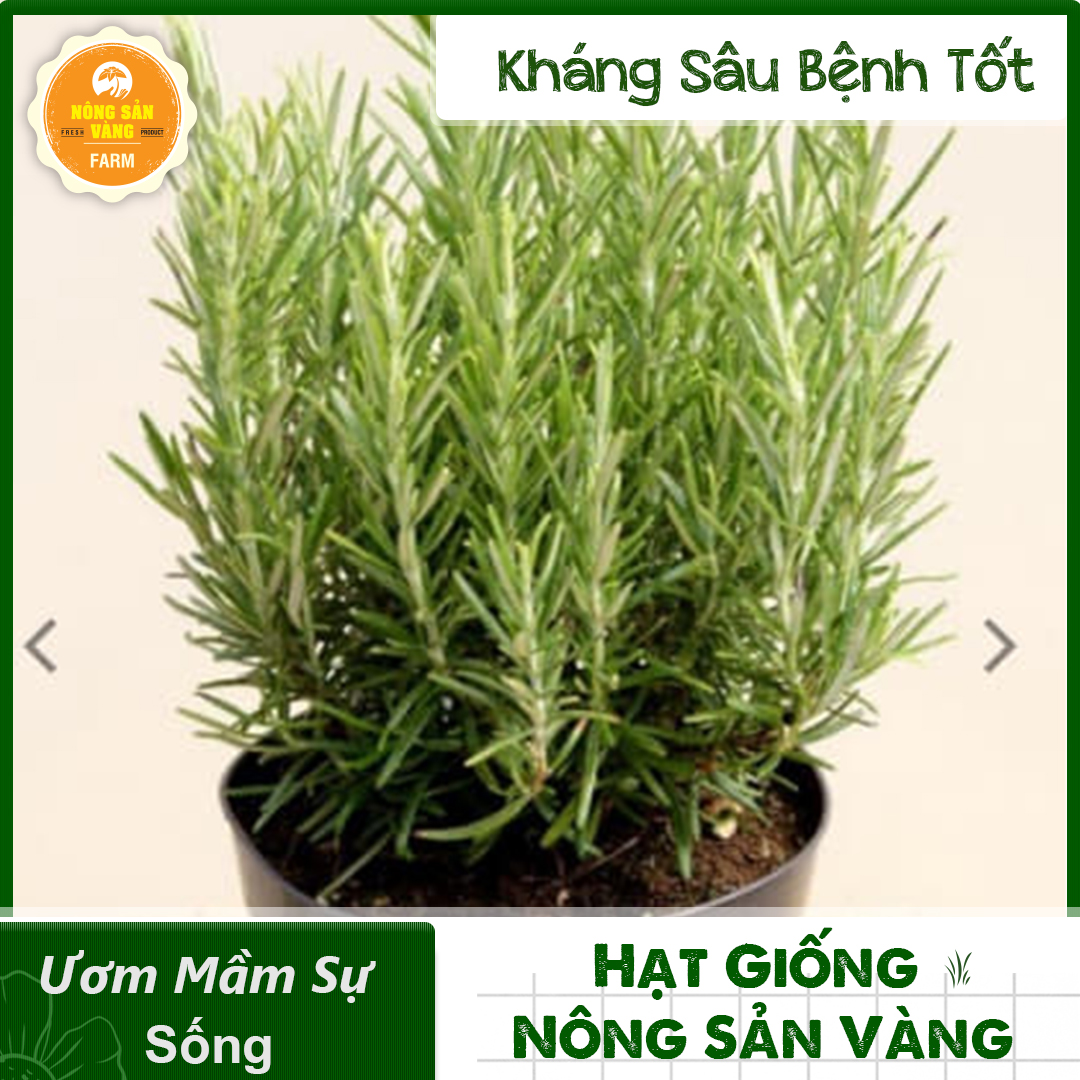 Hạt giống Cây Đuổi Muỗi (Cây Hương Thảo) Mùi Rất Thơm (Gói 15 Hạt ) - Nông Sản Vàng